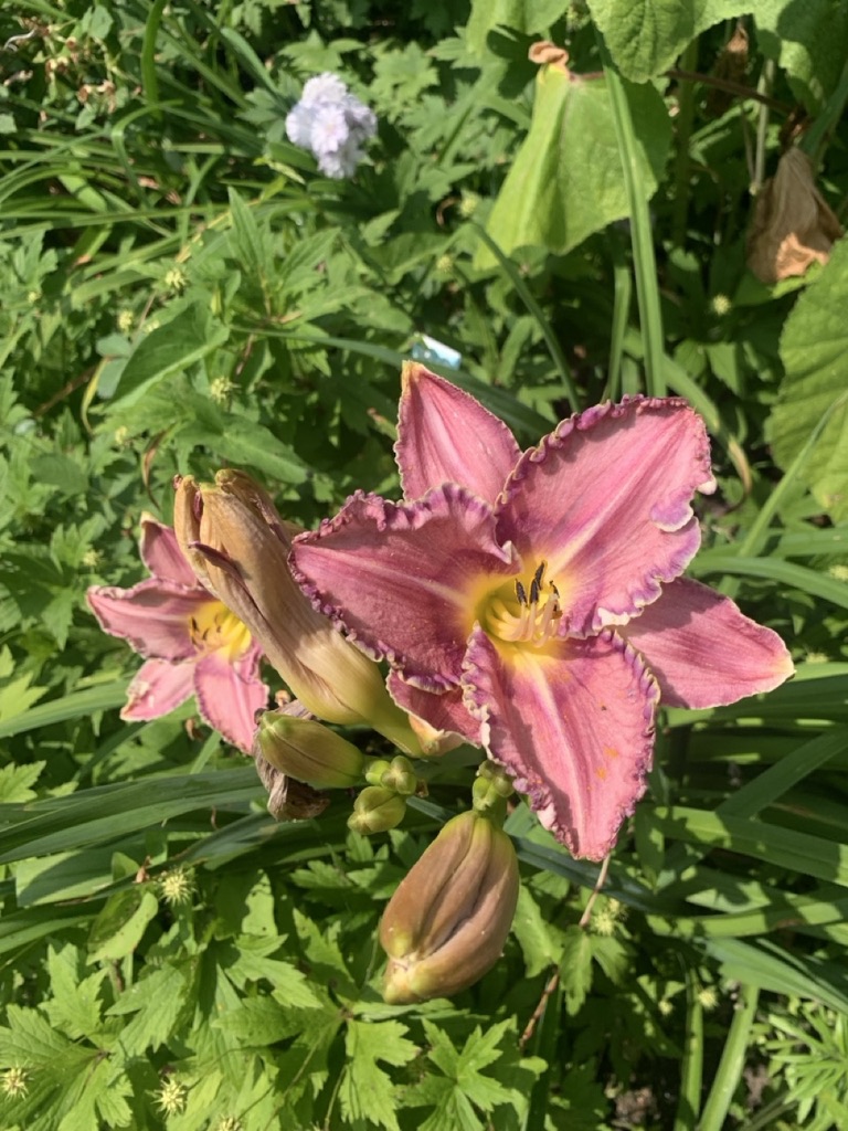 Image de la plante
