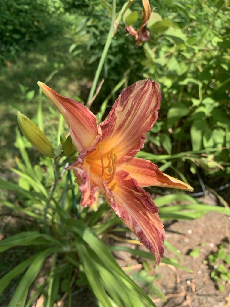 Image de la plante