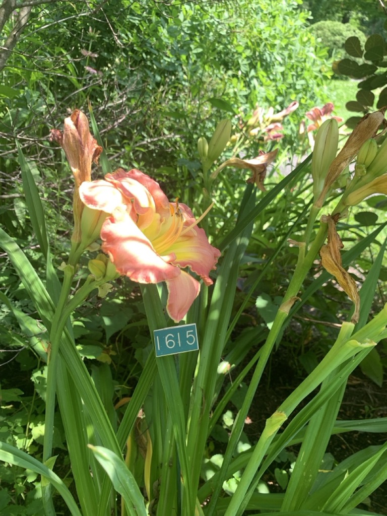 Image de la plante
