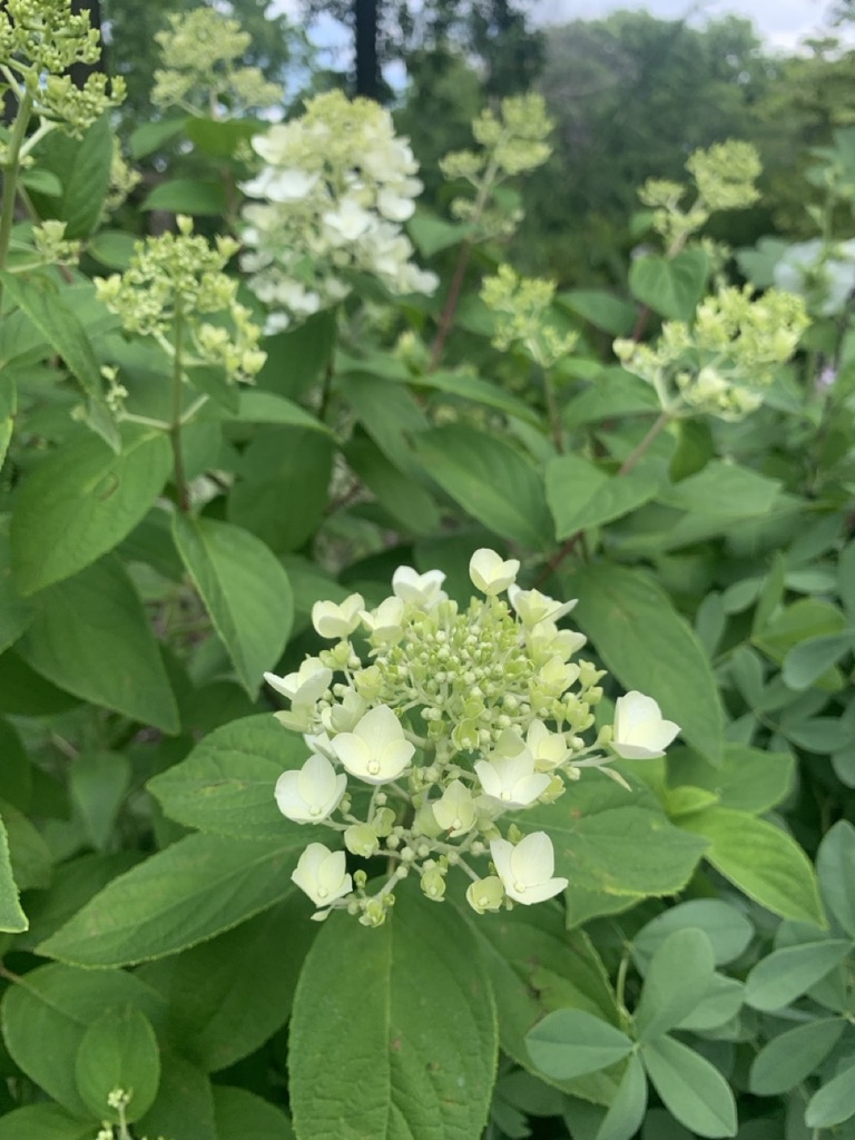 Image de la plante