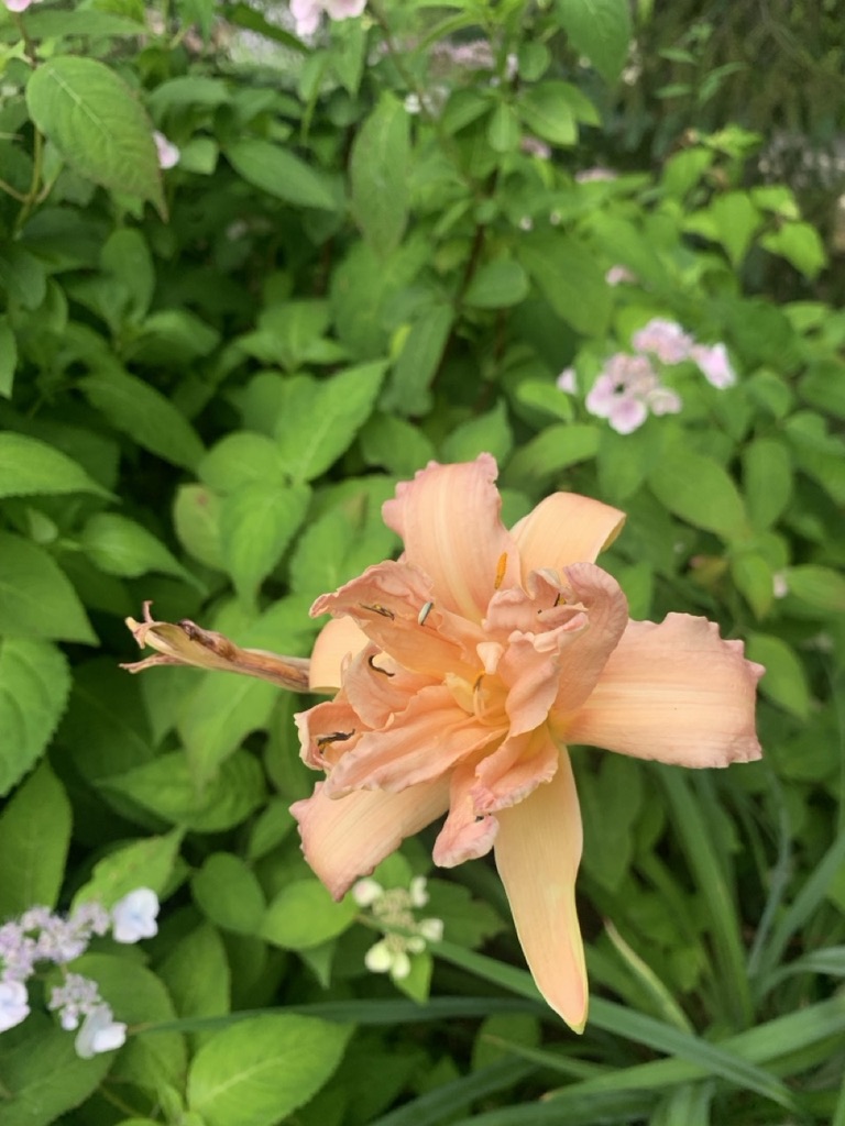 Image de la plante
