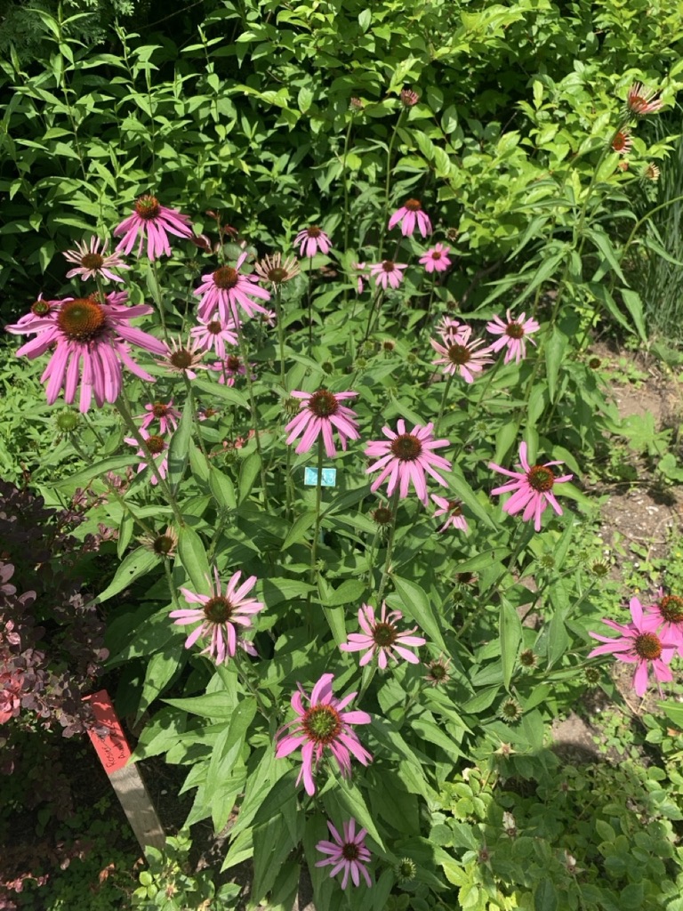 Image de la plante