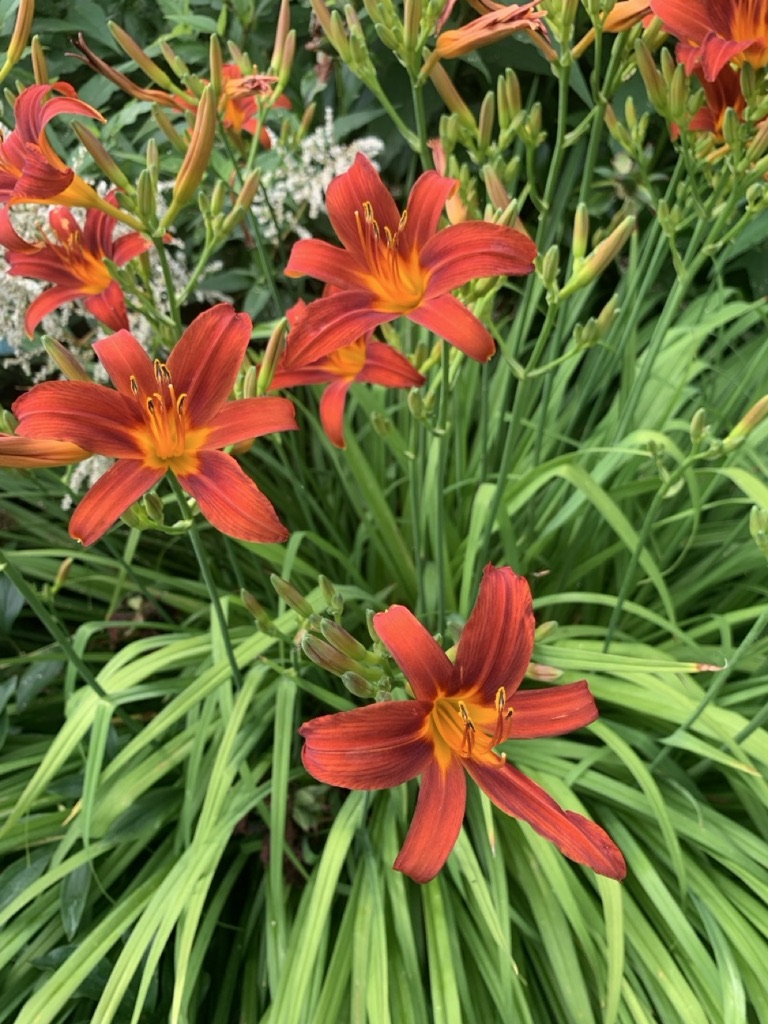 Image de la plante