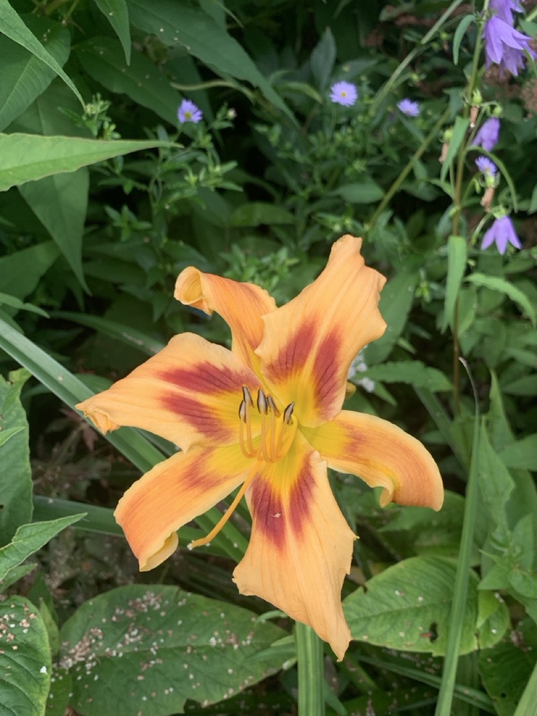 Image de la plante