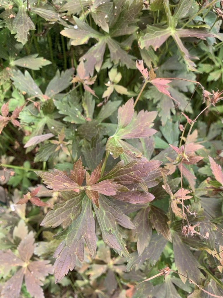 Image de la plante