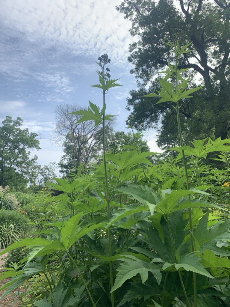 Image de la plante