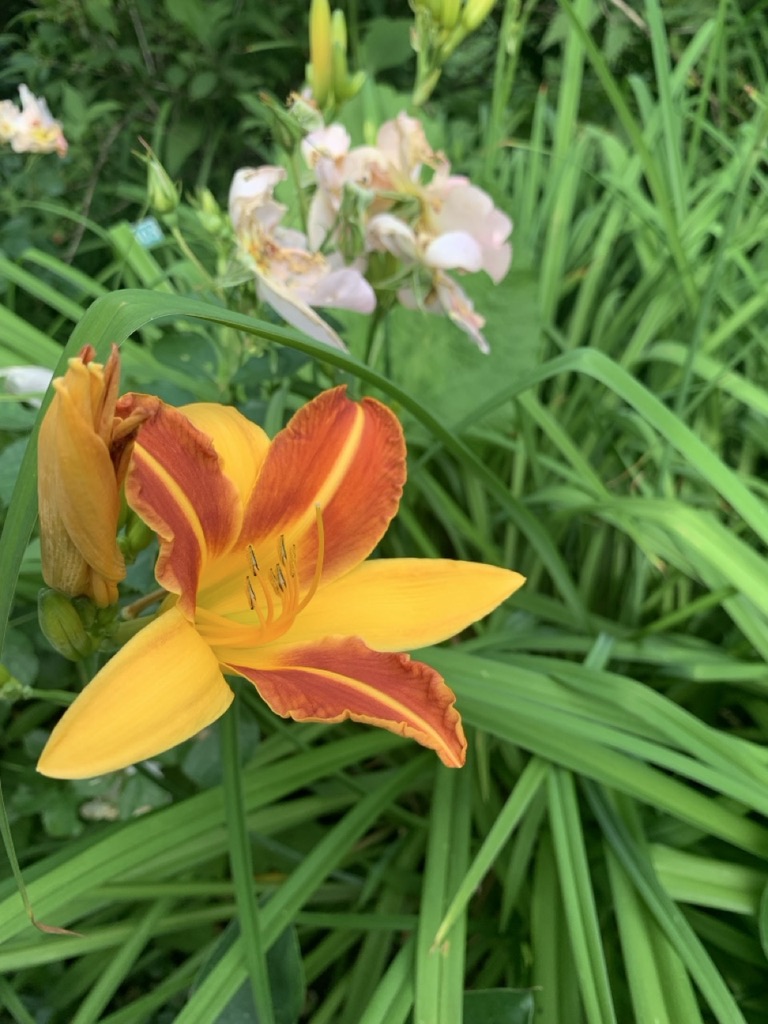 Image de la plante