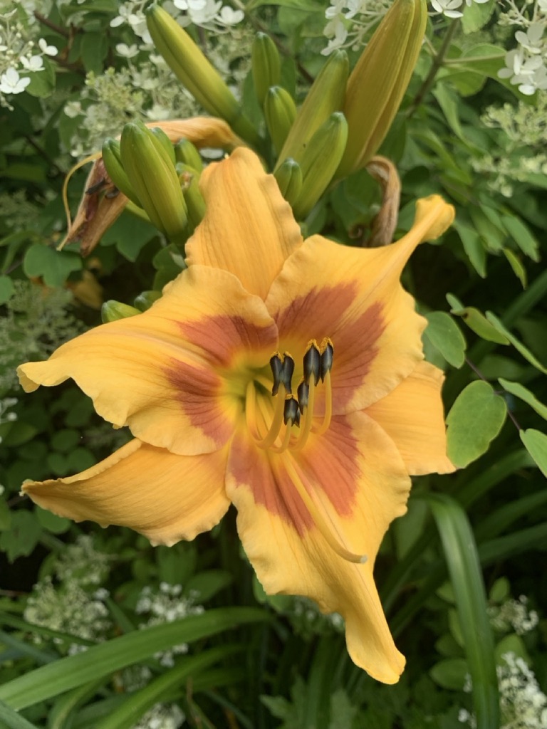 Image de la plante