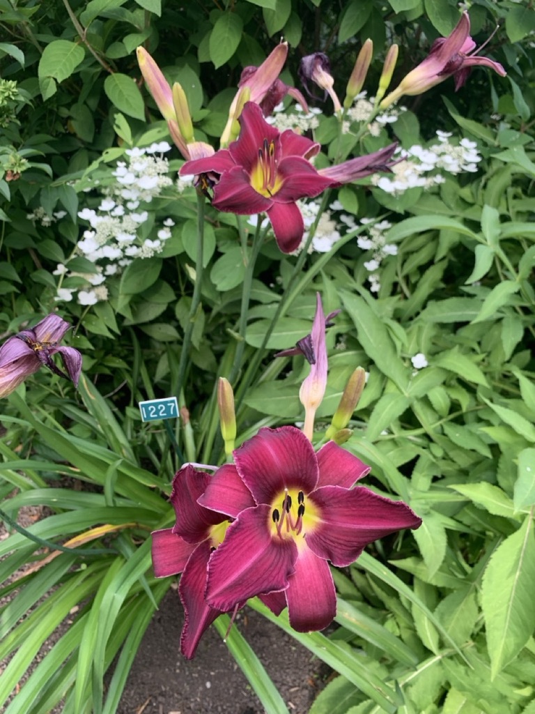 Image de la plante