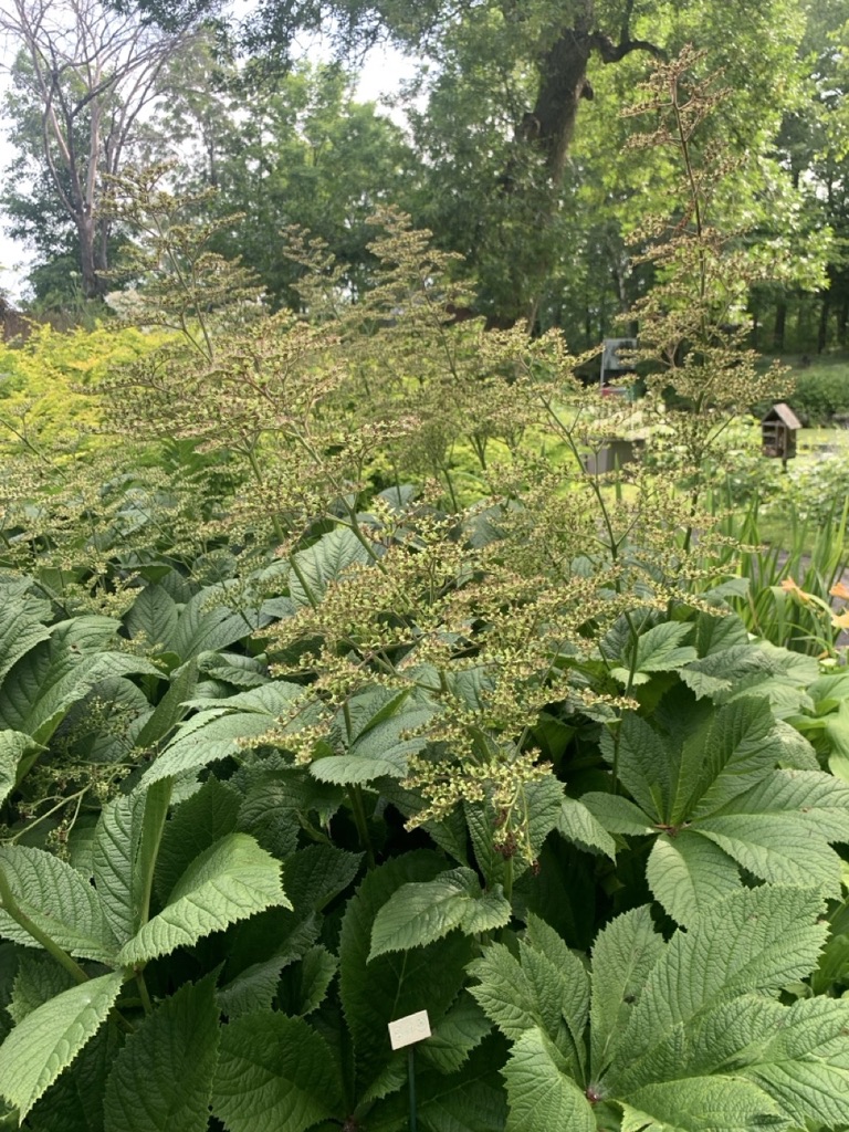 Image de la plante