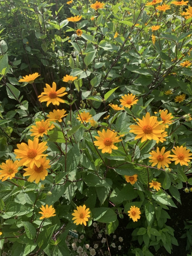 Image de la plante