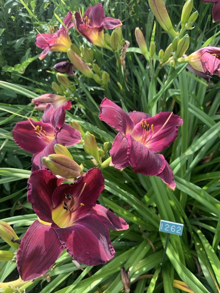 Image de la plante