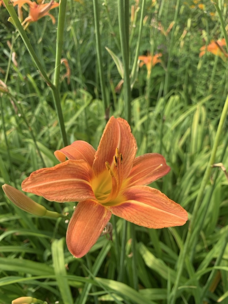 Image de la plante