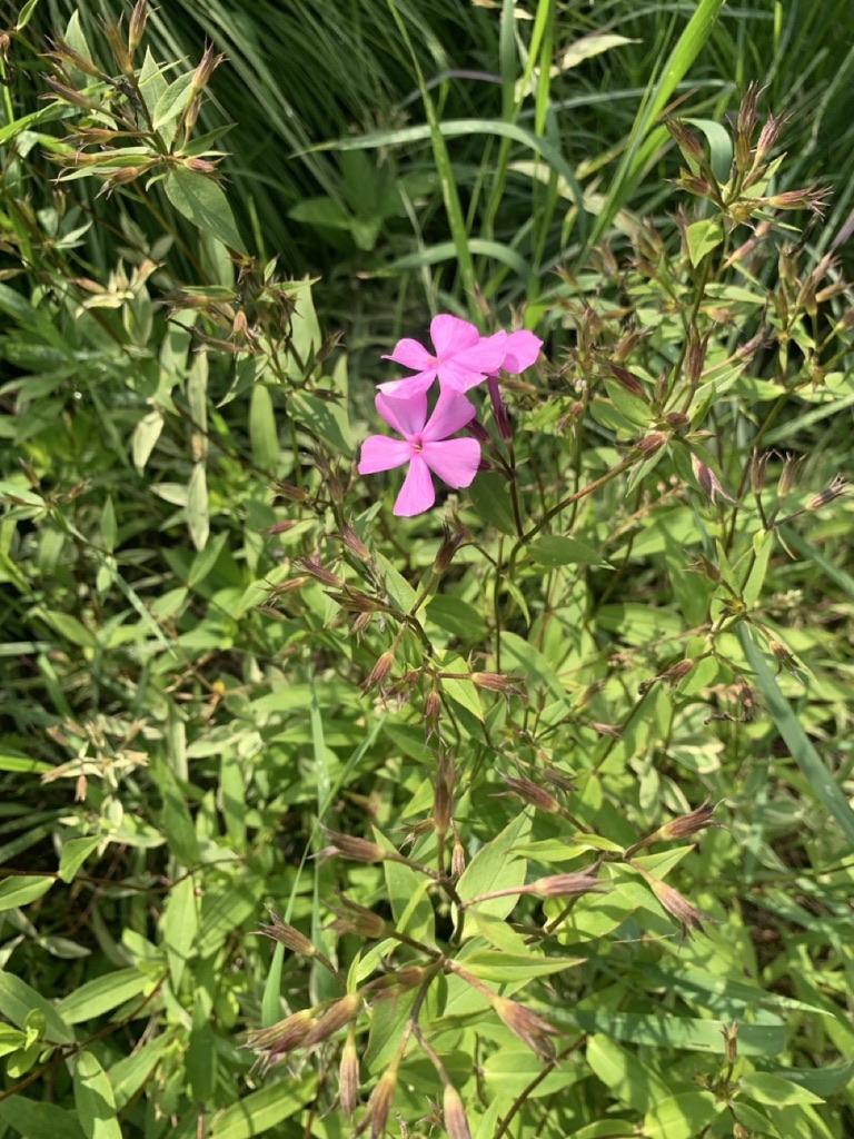 Image de la plante