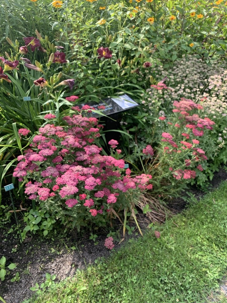 Image de la plante