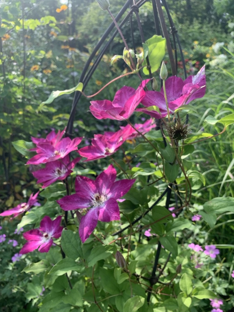 Image de la plante