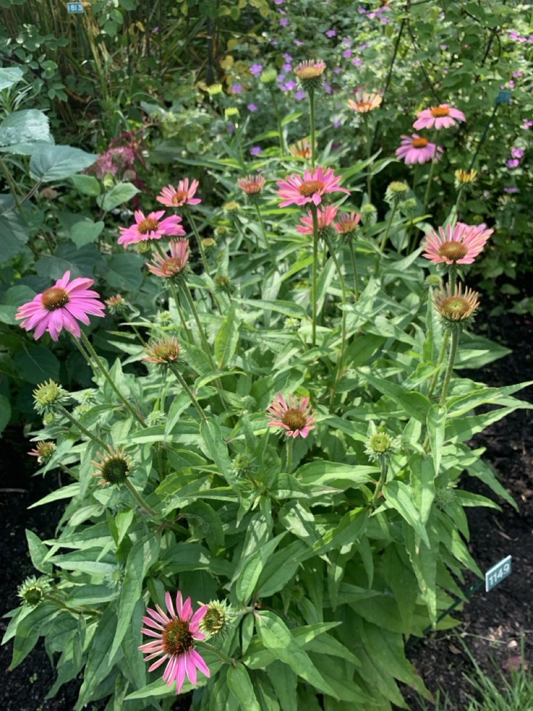 Image de la plante