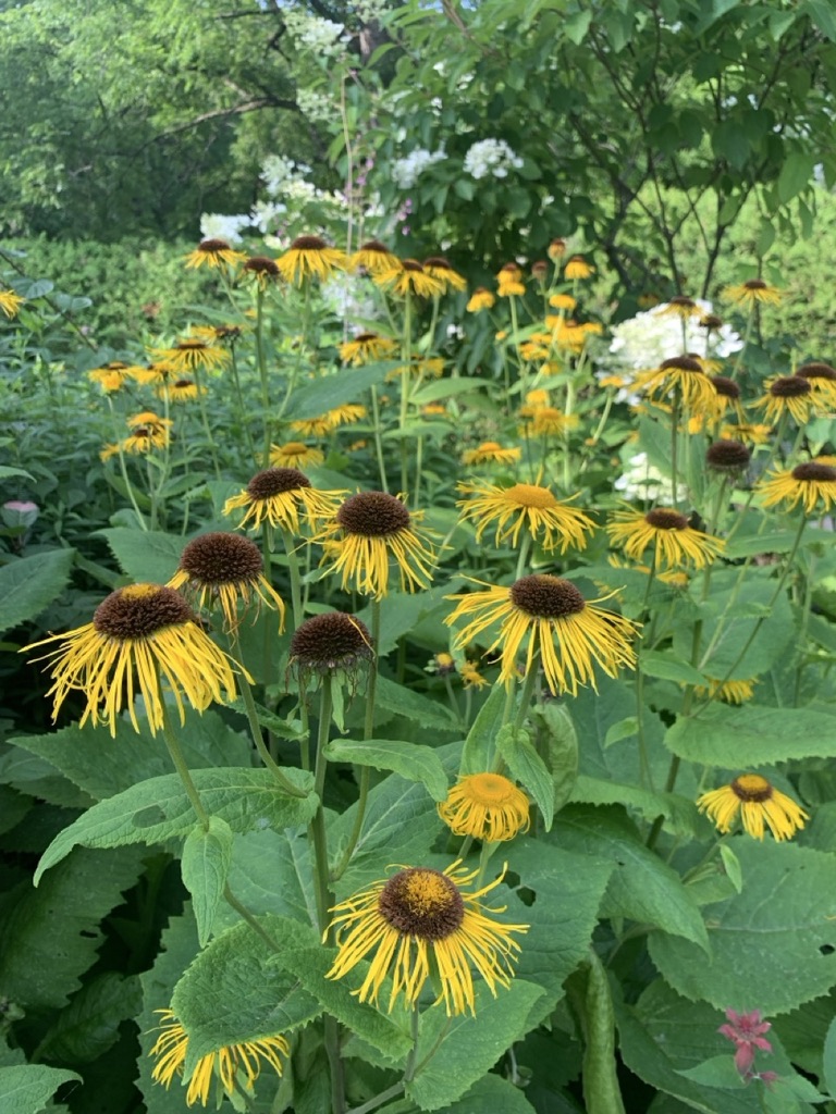 Image de la plante
