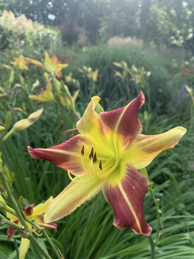 Image de la plante