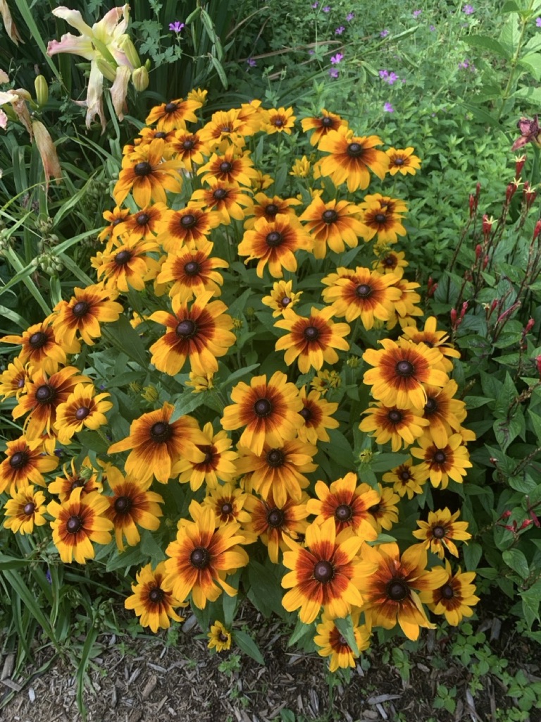 Image de la plante