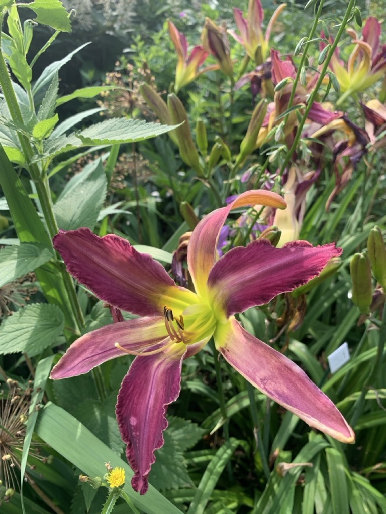 Image de la plante