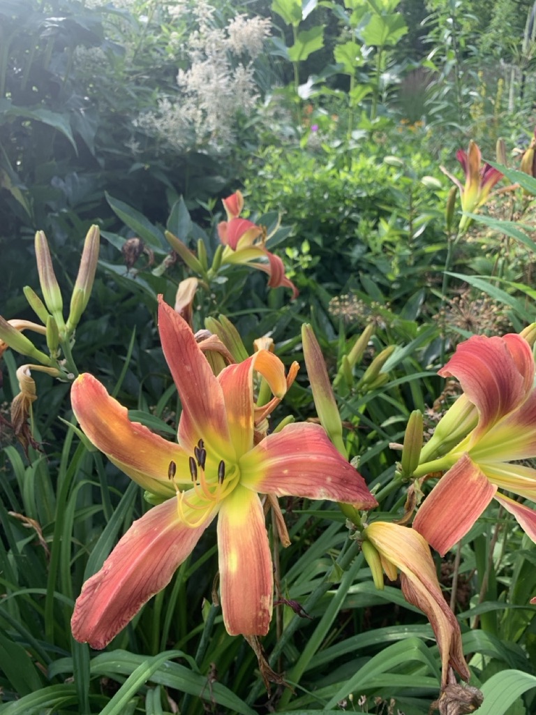 Image de la plante