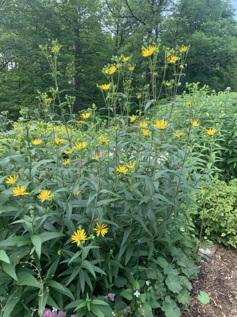 Image de la plante