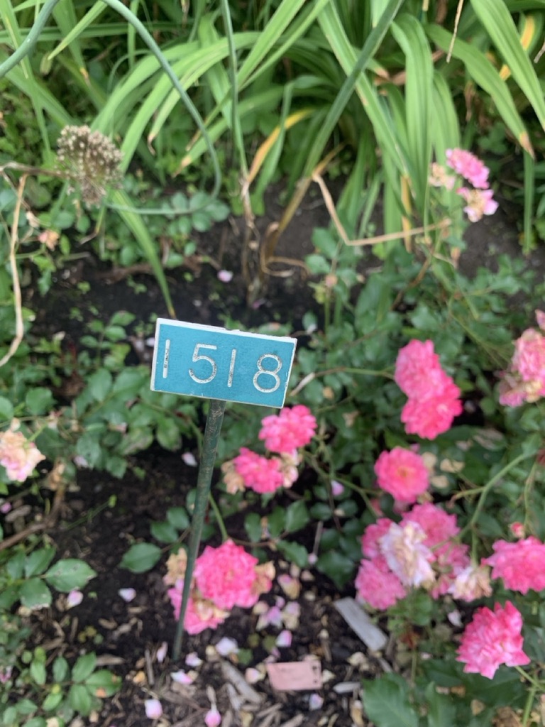 Image de la plante