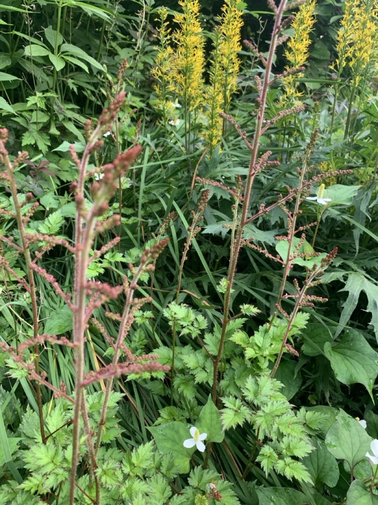 Image de la plante
