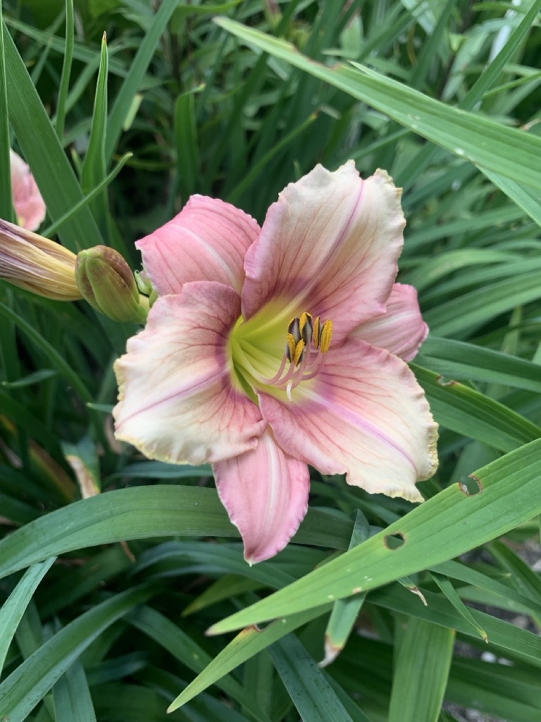 Image de la plante