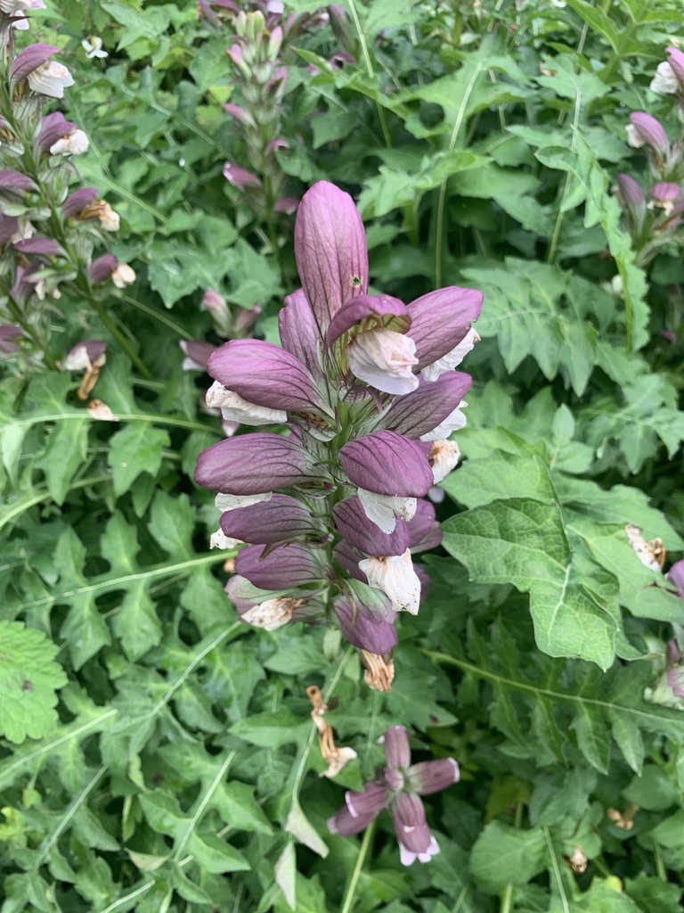 Image de la plante