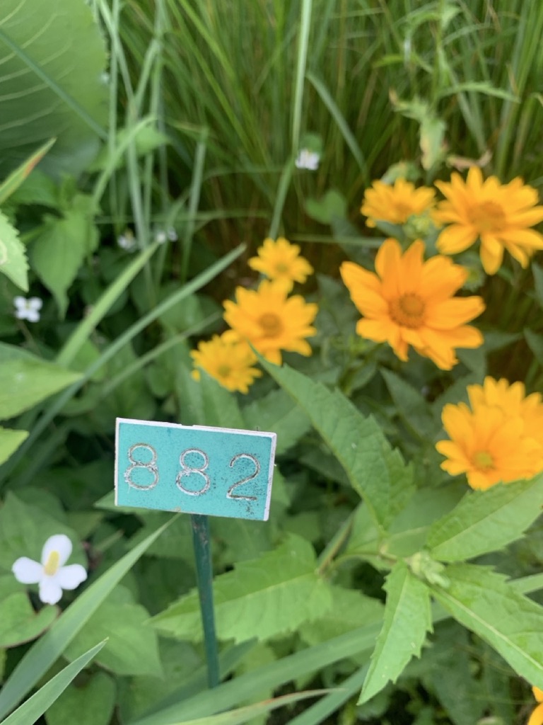 Image de la plante