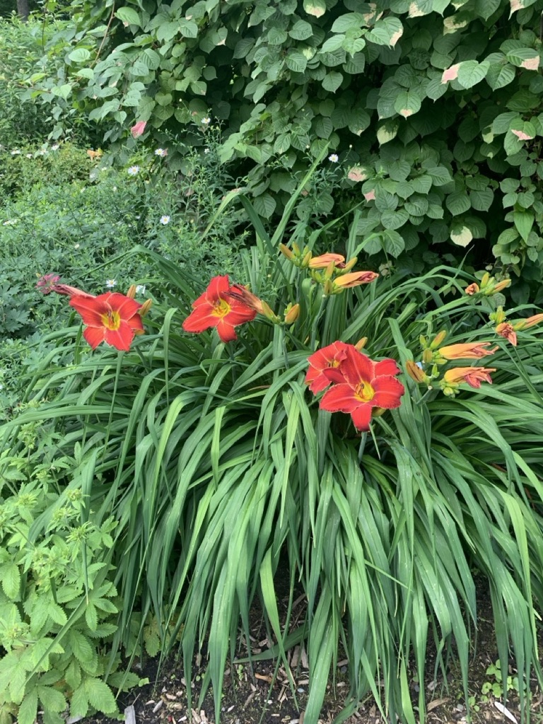 Image de la plante