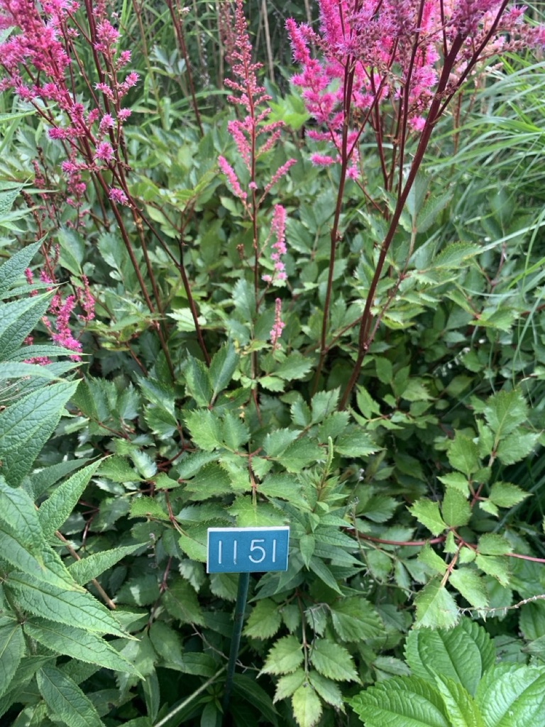 Image de la plante