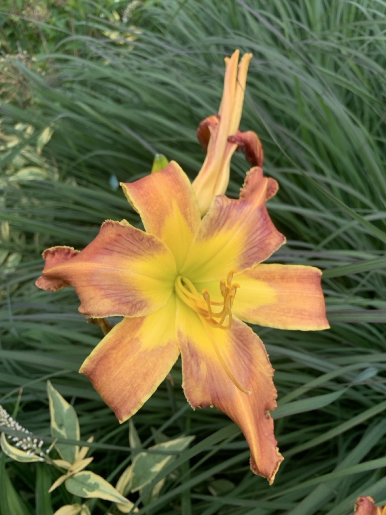 Image de la plante