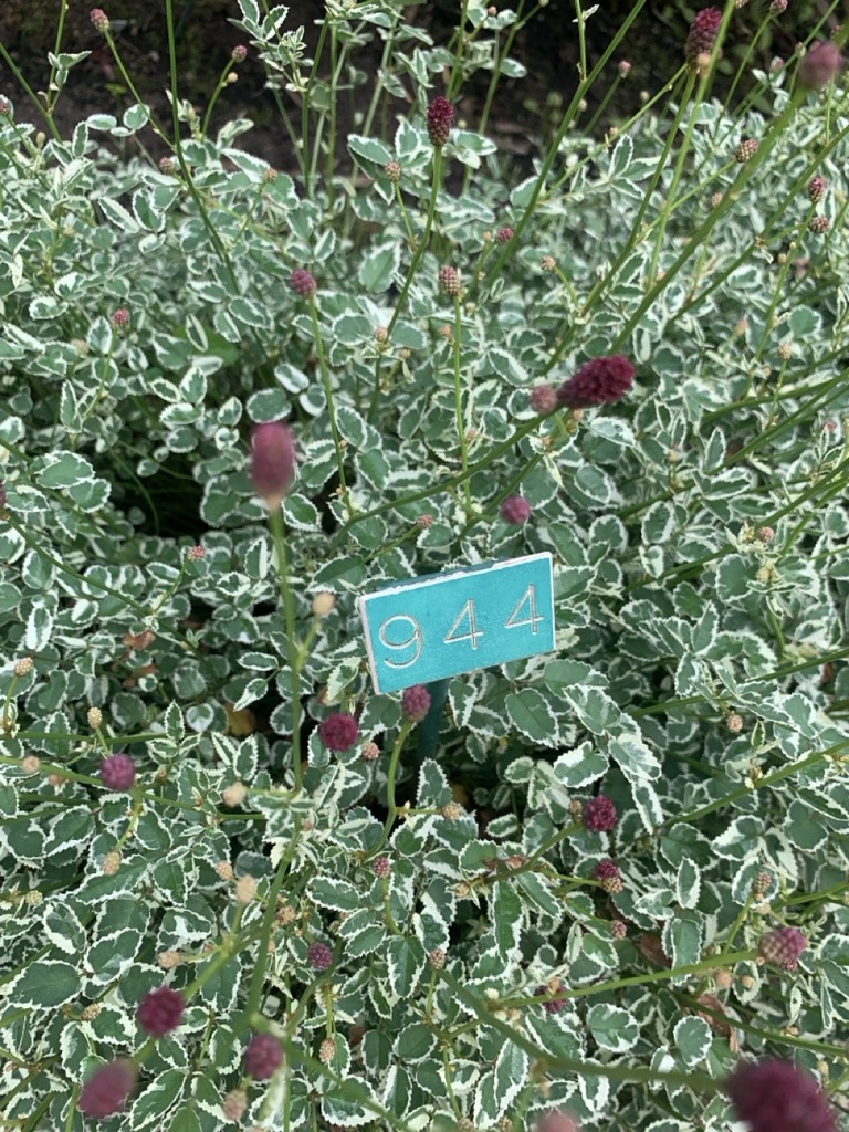 Image de la plante