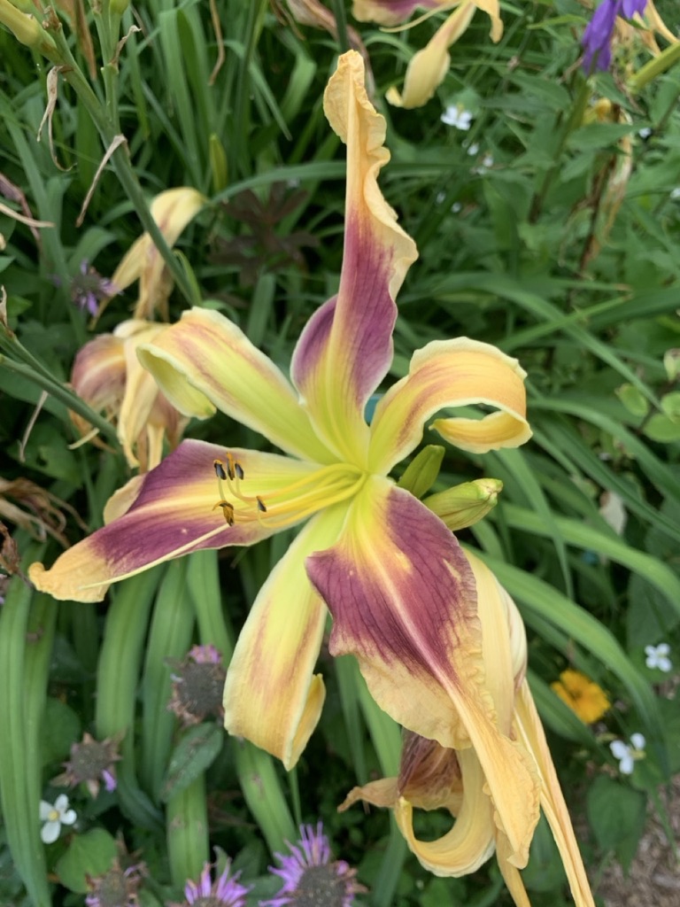 Image de la plante