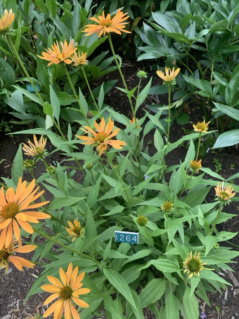 Image de la plante