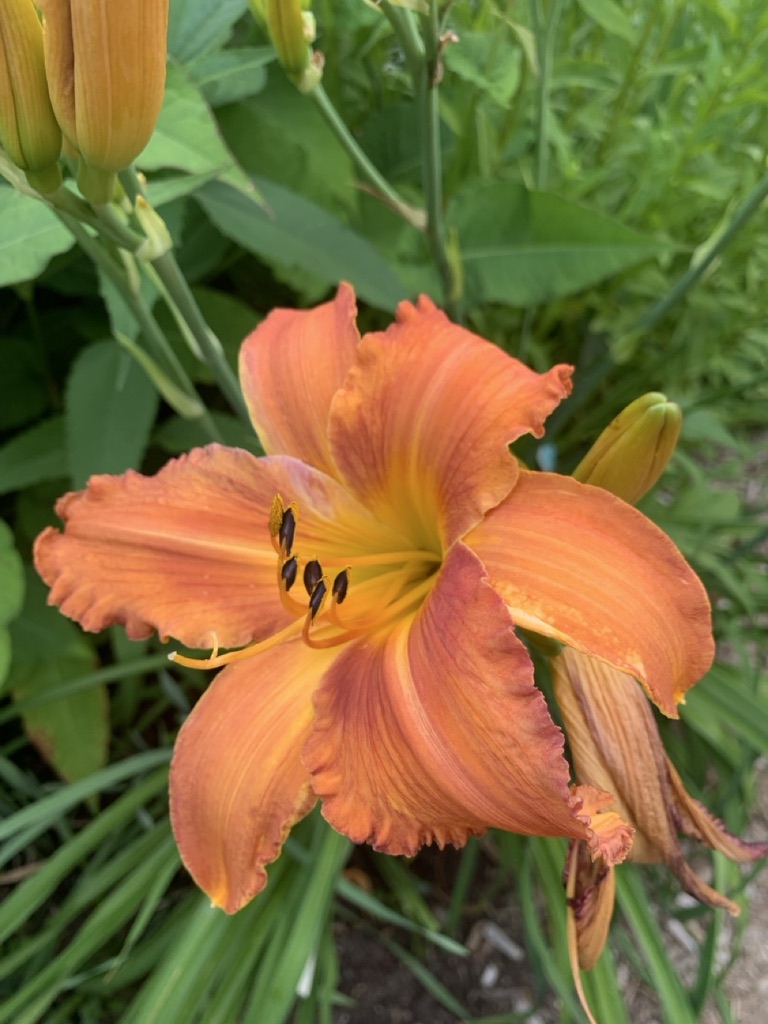 Image de la plante