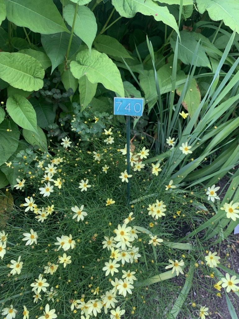 Image de la plante