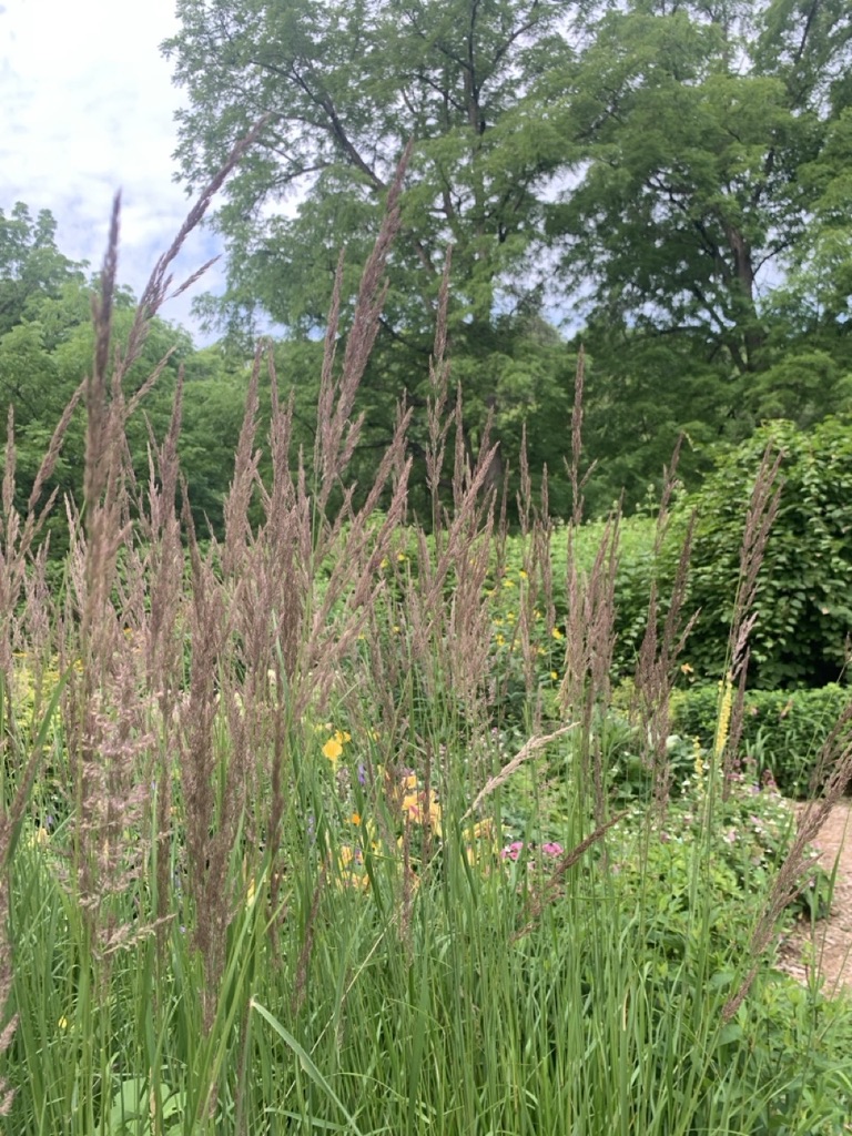Image de la plante