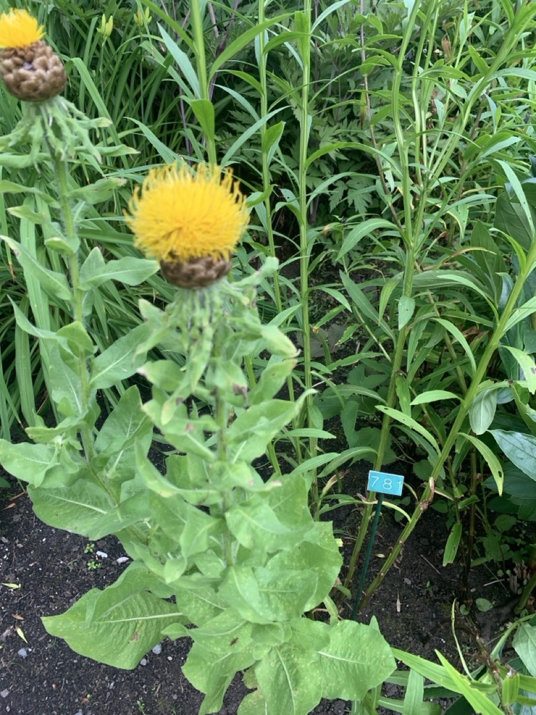 Image de la plante