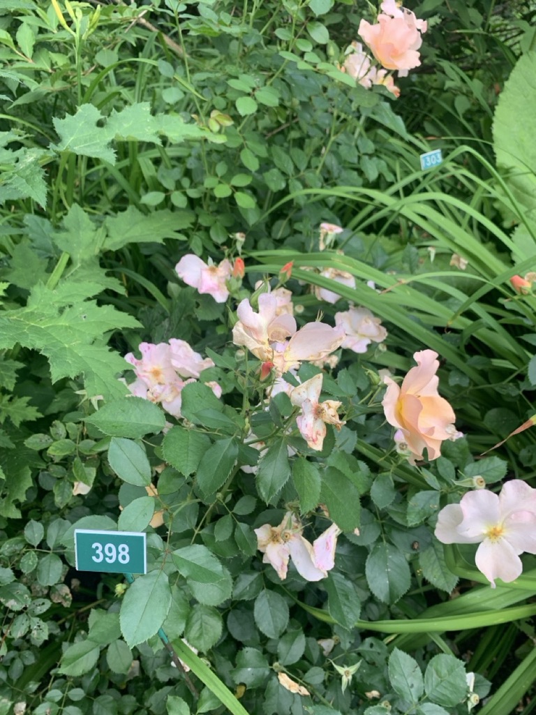 Image de la plante