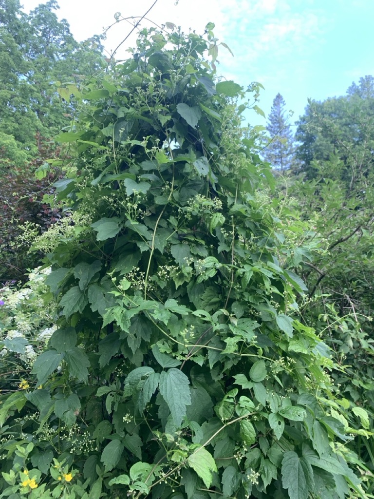 Image de la plante