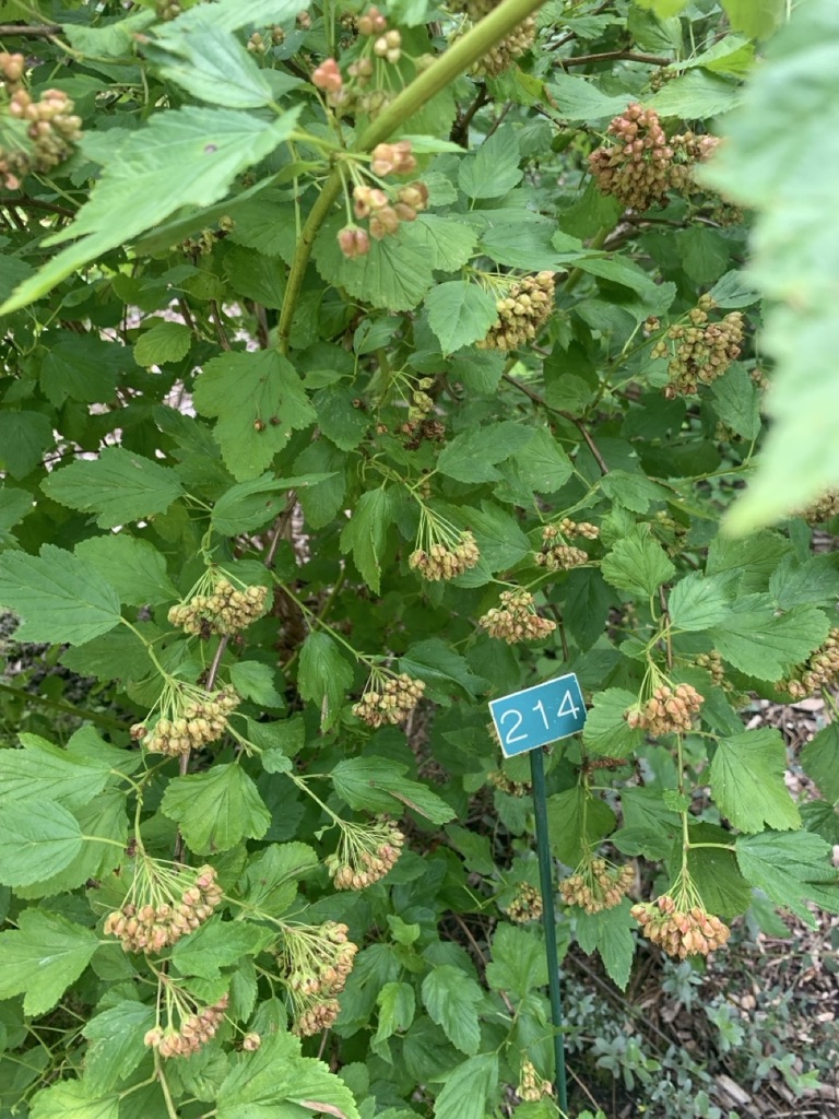 Image de la plante