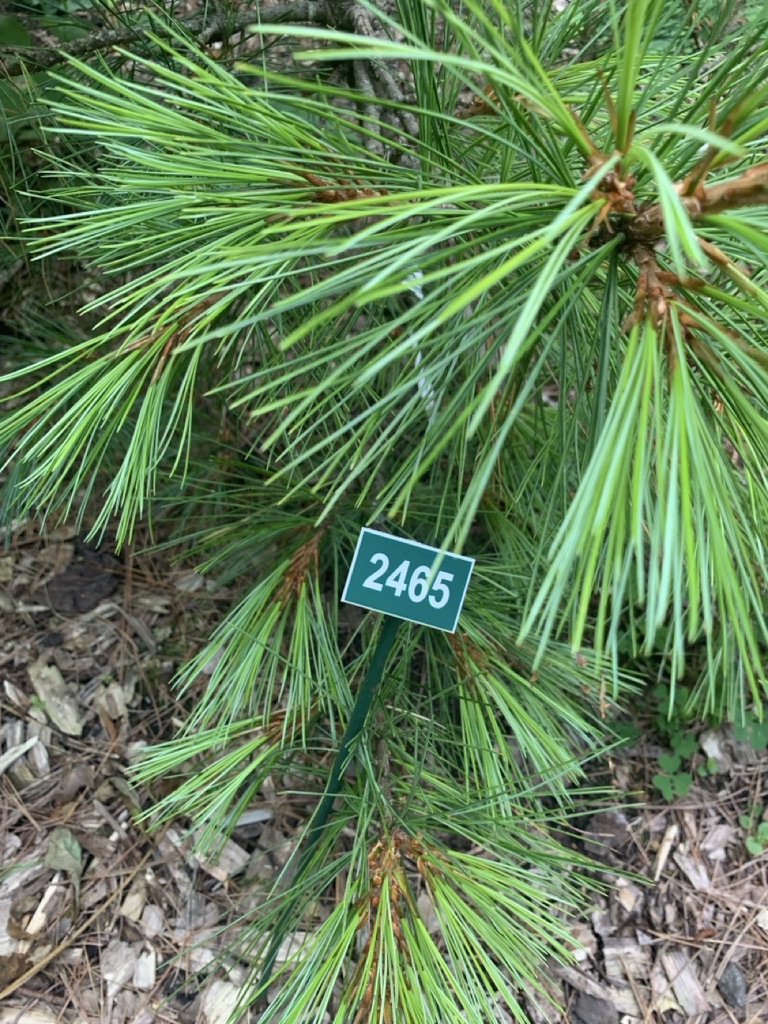 Image de la plante