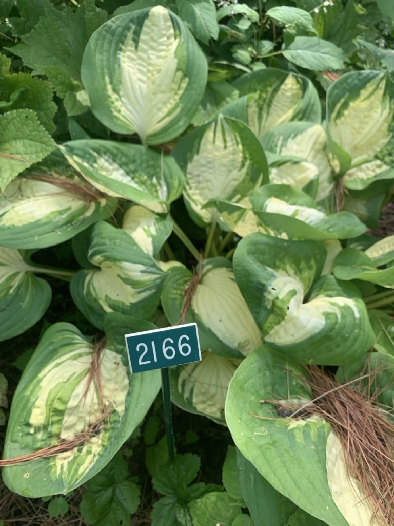 Image de la plante