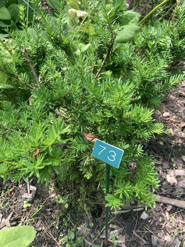Image de la plante