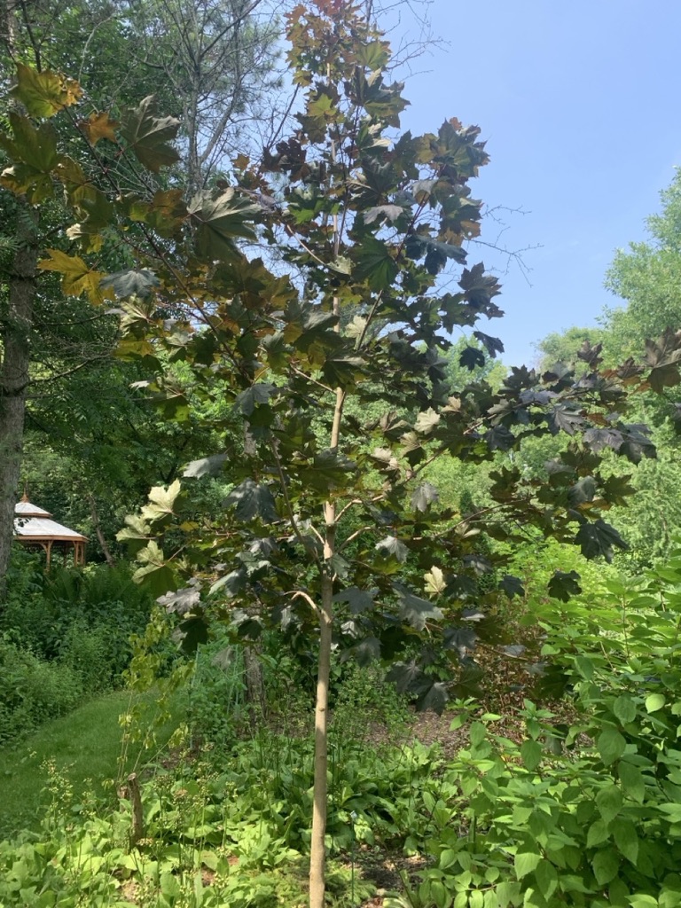 Image de la plante