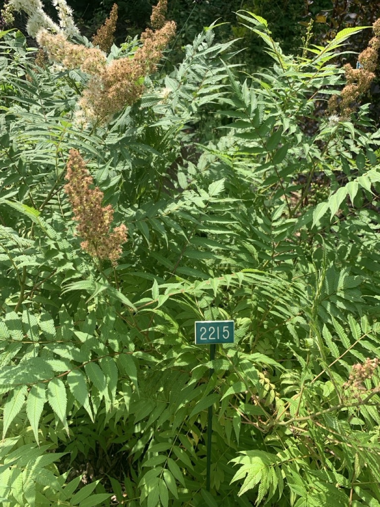 Image de la plante
